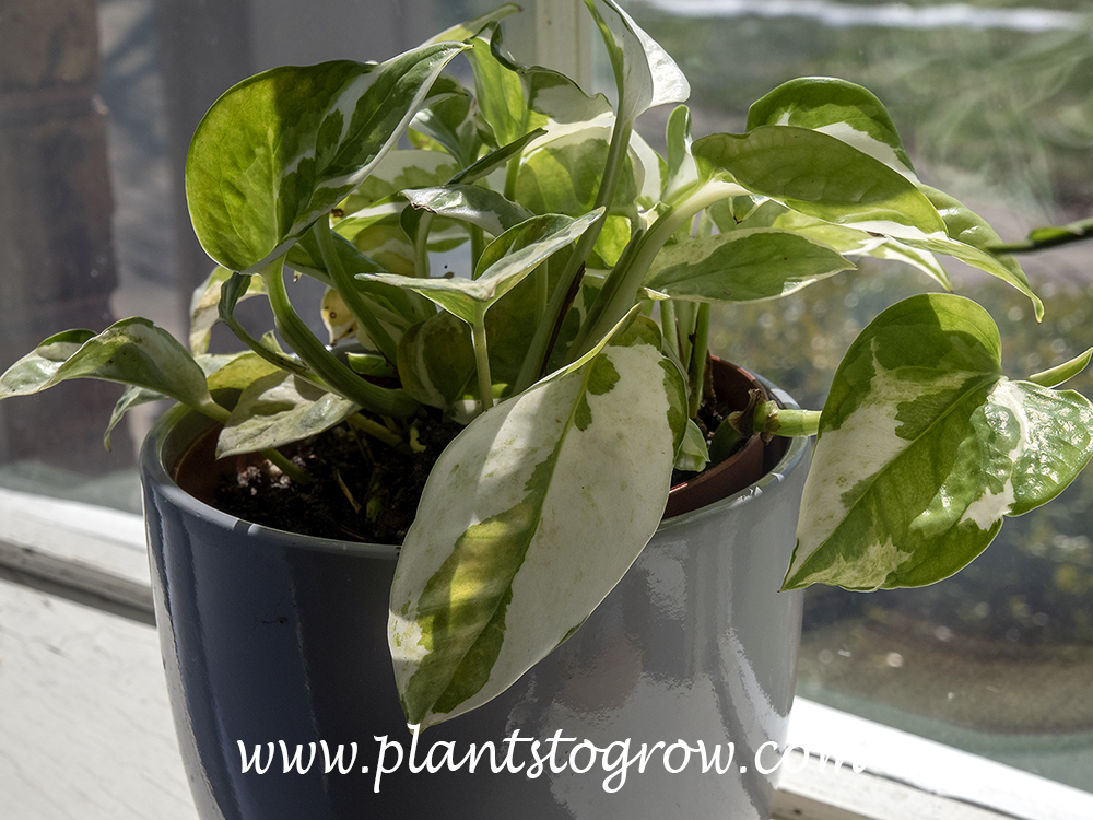 Pearls and Jade (Epipremnum aureum) 
This plant was growing in a southwest window in the winter time. It managed to take this hot sun for a while but started to burn as the sun became hotter. But as the summer progress the window is shade by a Maple tree.